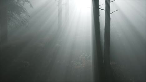 Nadelwald,-Der-Von-Der-Brennenden-Sonne-Auf-Einem-Nebligen-Hintergrund-Beleuchtet-Wird